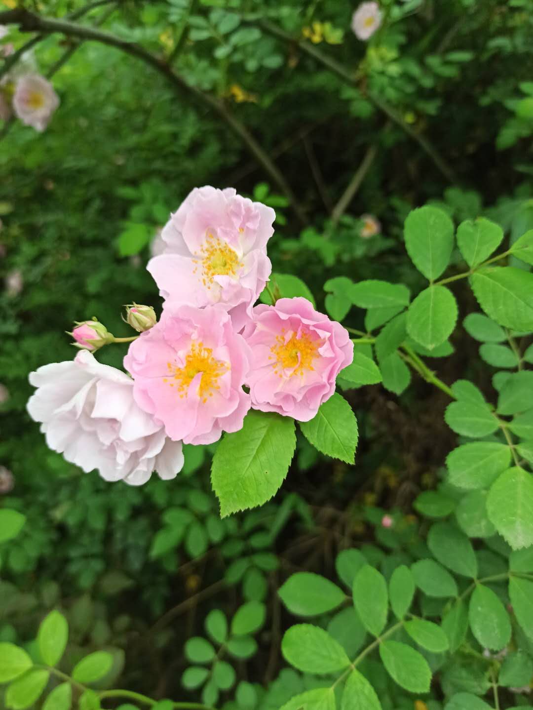 蔷薇花落秋风起荆棘满庭君始知 仪陇德园景区欢迎您