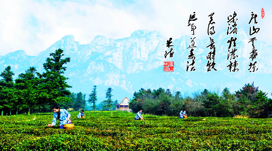 庐山云雾茶