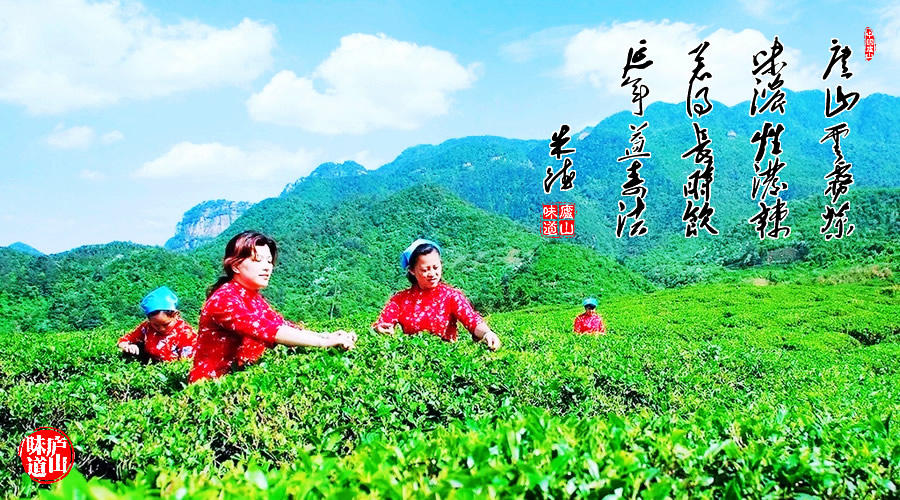 庐山云雾茶采摘