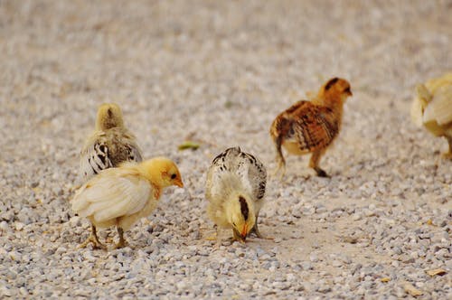 chicks-chicken-small-poultry-162226