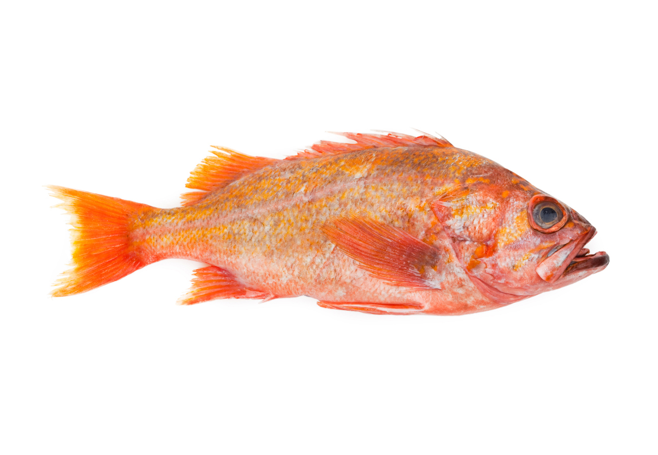 美国红鱼石首鱼科ocellatus 弯曲的鱼 隔绝在白色b 库存照片 - 图片 包括有 上涨, 出海口: 118033588
