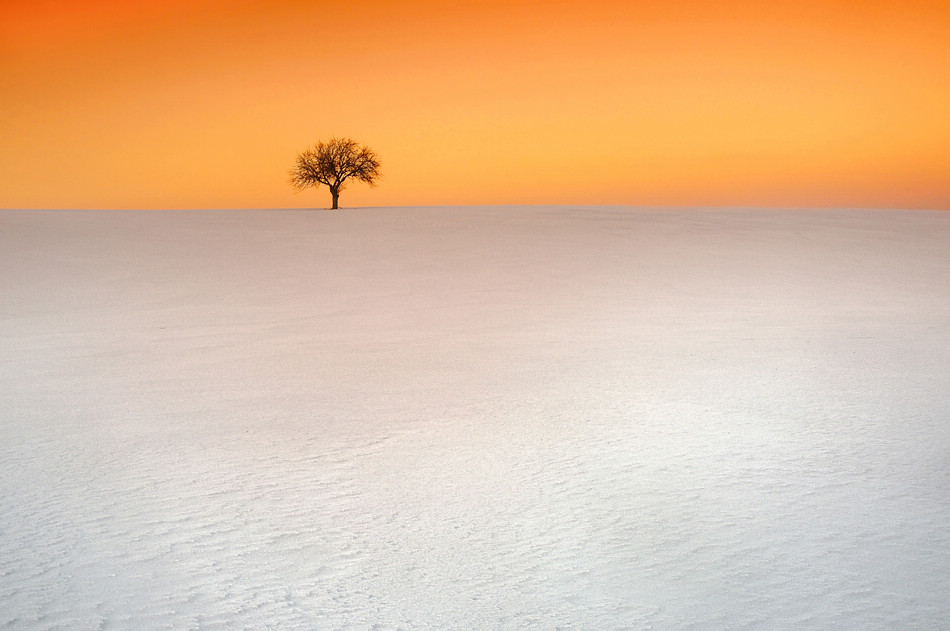 冬季的树作者LukaszJaskowiak