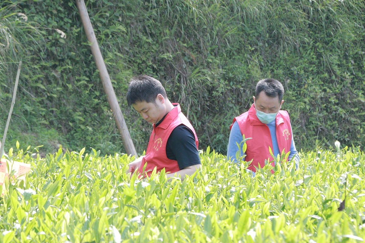 吉首新时代文明实践丨千亩茶园春飘香志愿服务采茶忙