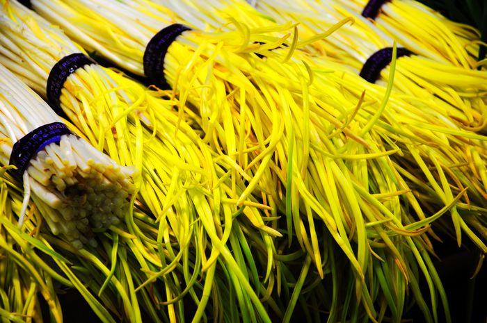 韭黄产业-贵州两山农林集团有限公司