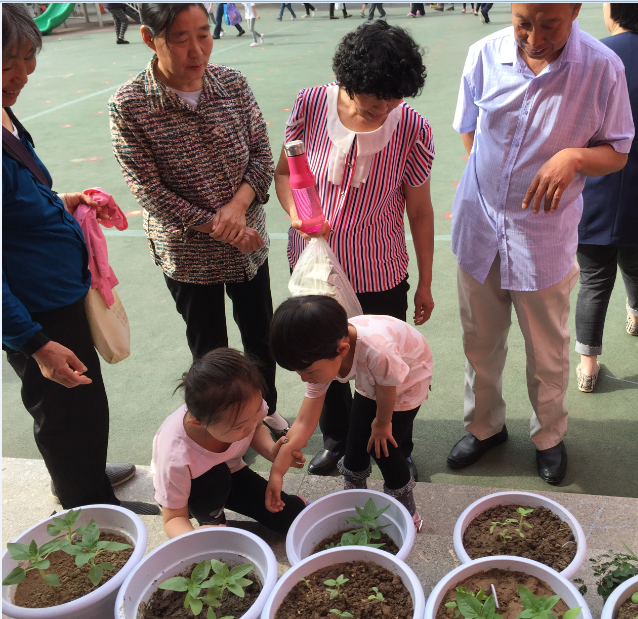 花儿长高了——亲子种植活动跟踪报道-5