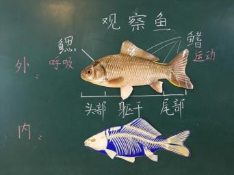 当学生静静观察鲫鱼后,让学生将鲫鱼简图画在活动手册第12页上.