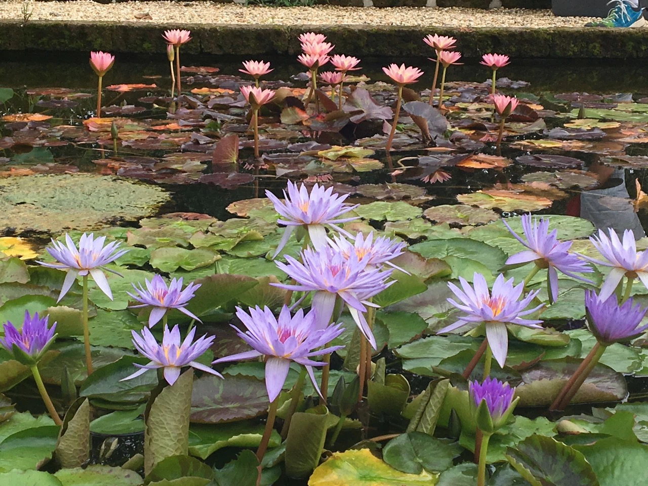 莲花种苗