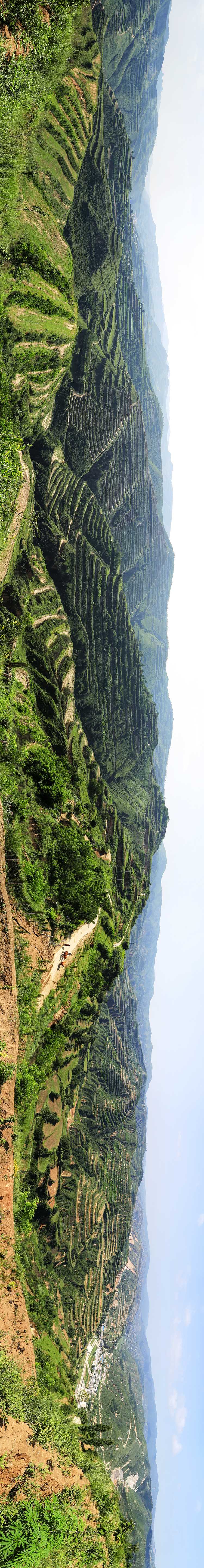 翅果油2