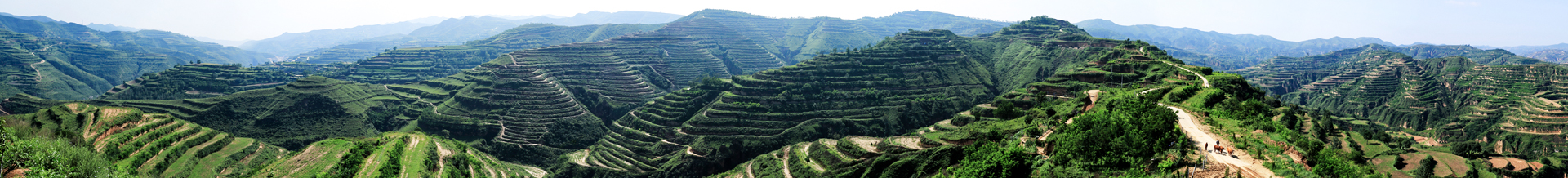 ElaeagnusmollisDielsBase十万亩翅果油茶基地