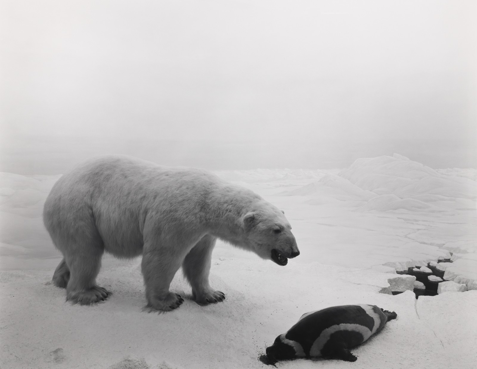 10杉本博司，《北极熊》，1976，明胶银盐相纸，119.4× 149.2 cm。© Hiroshi Sugimoto，图片由艺术家提供。.jpeg
