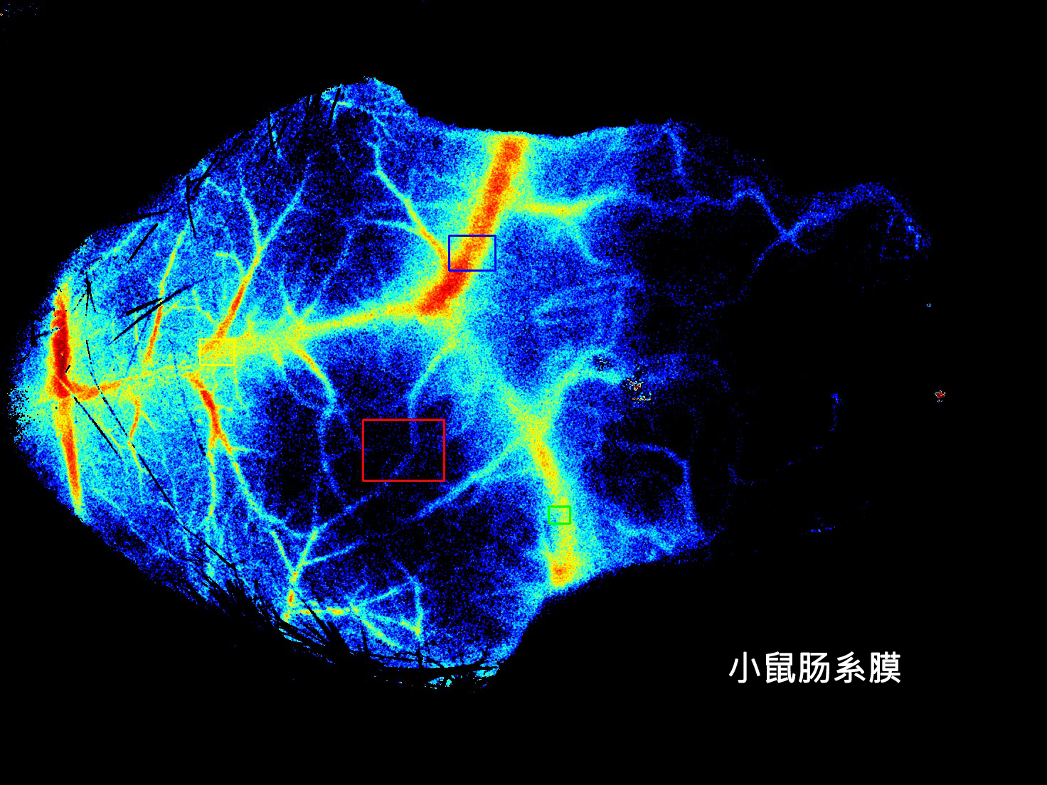 評估皮膚微血管反應性→激光散斑對比成像(lsci)可用於評估皮膚微循環