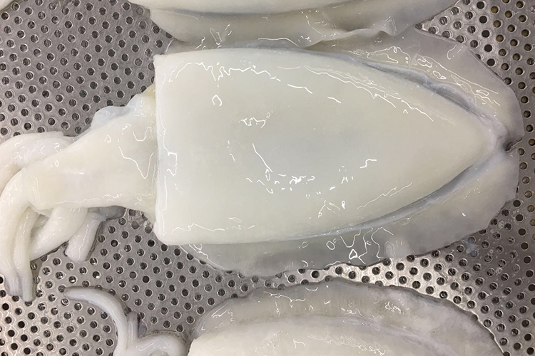 墨魚(yú)