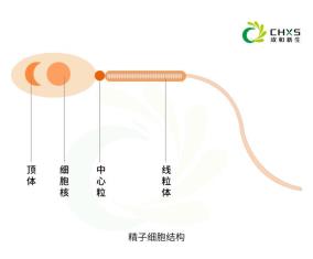 精子细胞结构-02