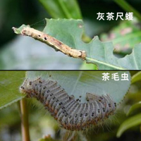灰茶尺蠖