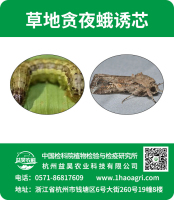 草地贪夜蛾诱芯标贴