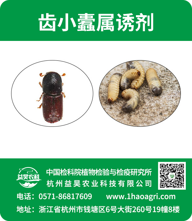 齿小蠹属诱剂标贴