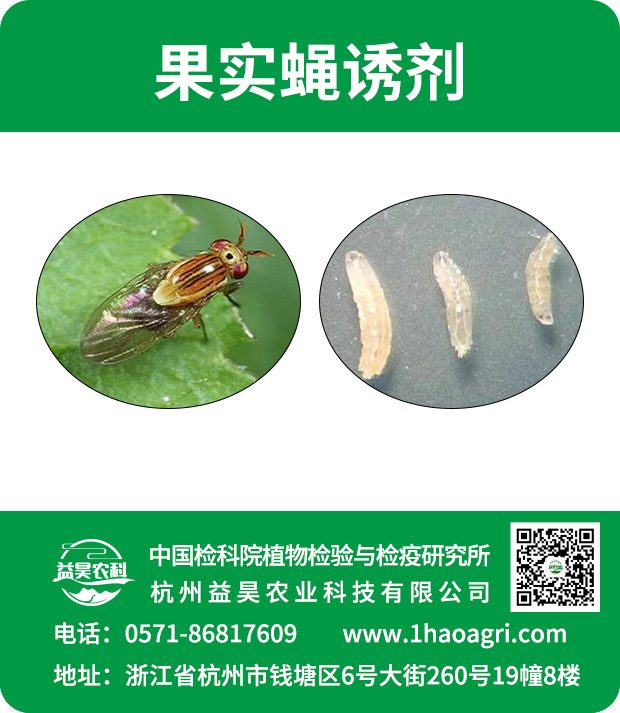 果实蝇诱剂标贴