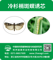 冷杉梢斑螟诱芯标贴