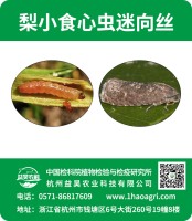 梨小食心虫迷向丝标贴