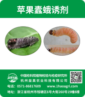 苹果蠹蛾诱剂标贴