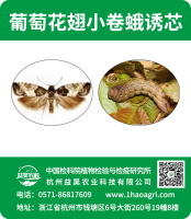 葡萄花翅小卷蛾诱芯标贴
