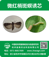 微红梢斑螟诱芯标贴