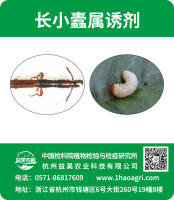 长小蠹属诱剂标贴