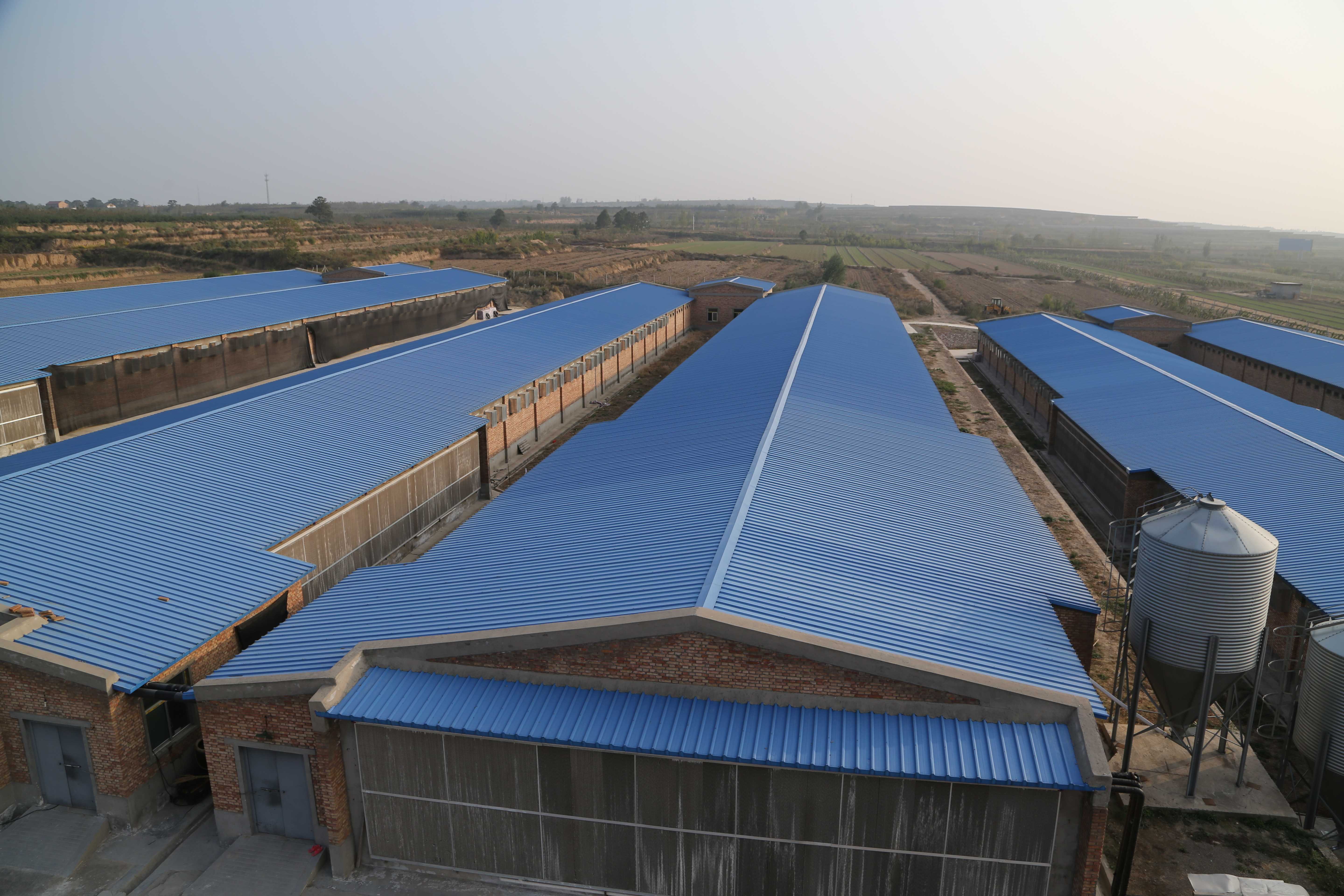 规模化蛋鸡场存在的主要问题简析-陕西石羊农业科技股份有限公司