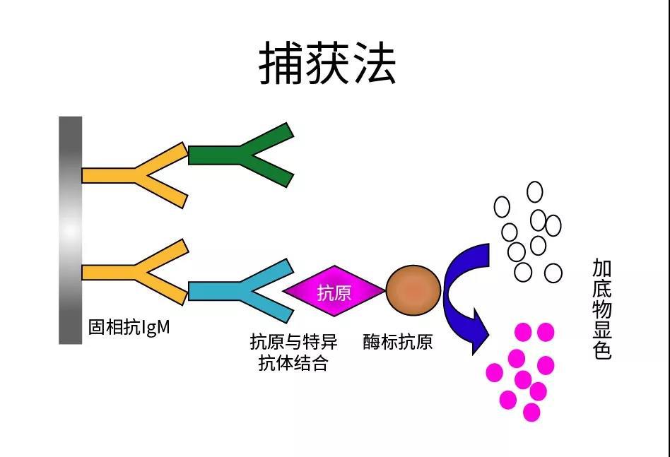 2月7日晚疫情最新消息！带来四个消息专家回应抗体检测必要性