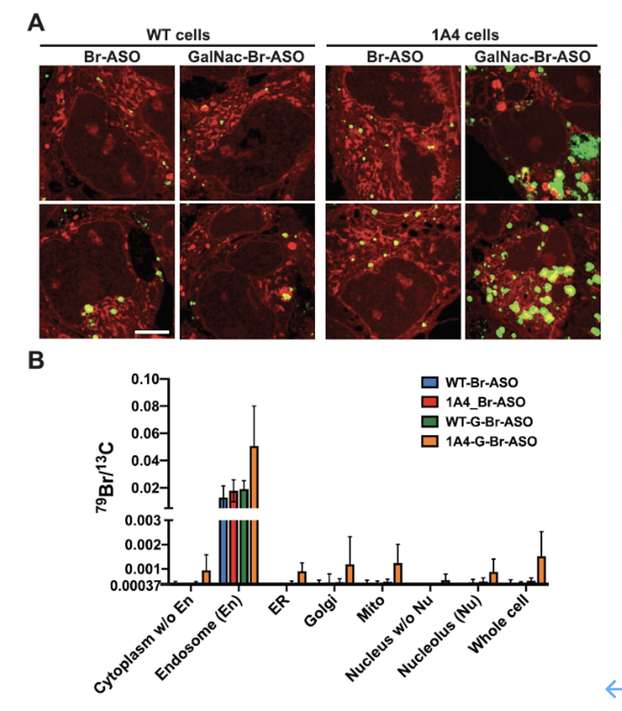 nucleicacidsres丨基于纳米二次离子质谱nanosims可视化及定量分析