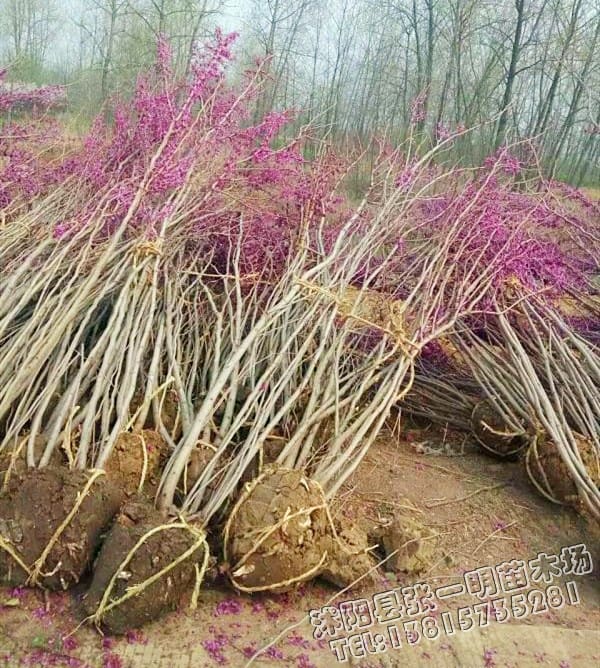 红花紫荆树-园林绿化树苗
