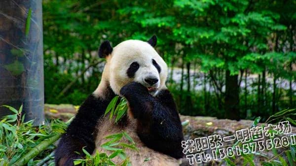 川藏铁路将穿越大熊猫公园，园林绿化工程该如何设计？