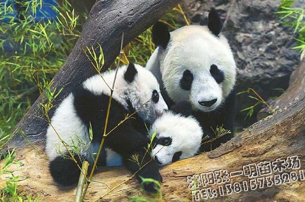 川藏铁路将穿越大熊猫公园，园林绿化工程