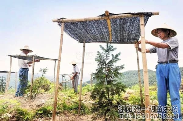 夏季高温多雨要做好绿化苗木养护管理，苗木常见虫害有哪些