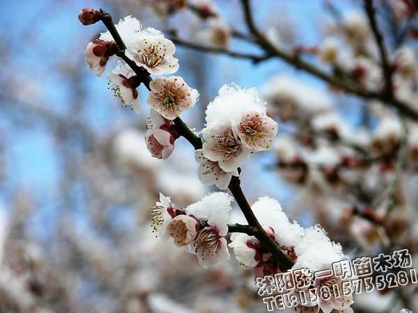 常见的梅花品种_园林绿化苗木_张一明苗木场