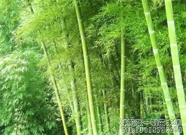 园林绿化中的26种竹子