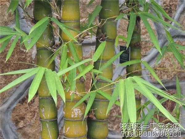 园林绿化中的26种竹子_绿化工程苗木