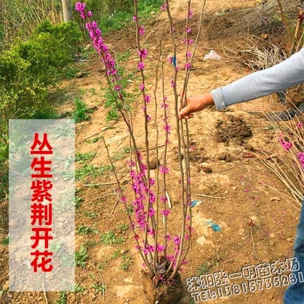 【红花紫荆树】苗木价格报价表_图片