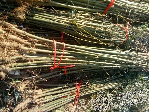 米径2公分速生竹柳树苗