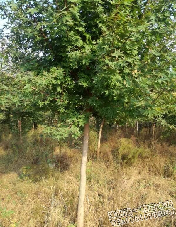 米径3公分五角枫苗木