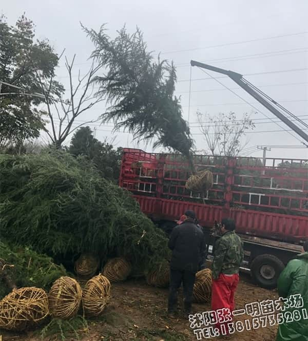 雪松苗木批发_园林绿化_苗木价格_绿化工程