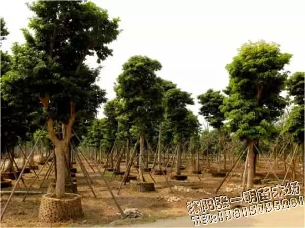 提高绿化苗木存活率的_苗木价格_绿化工程