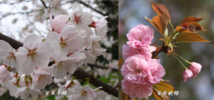 日本早樱和晚樱该如何进行区别?都是樱花,哪个樱花最受欢迎?