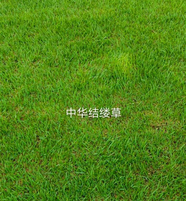 中华结缕草坪