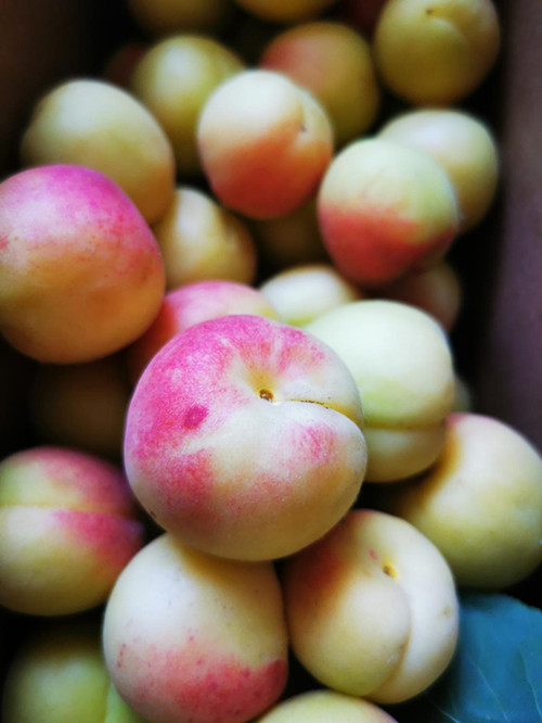 大西山3000余亩百年贡杏 海淀玉巴达开园采摘