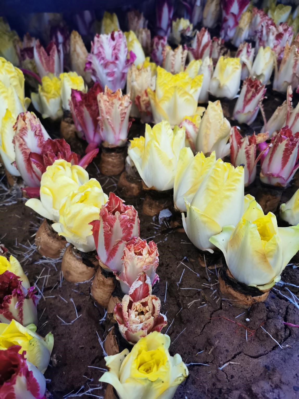 京产芽球菊苣春节前上市