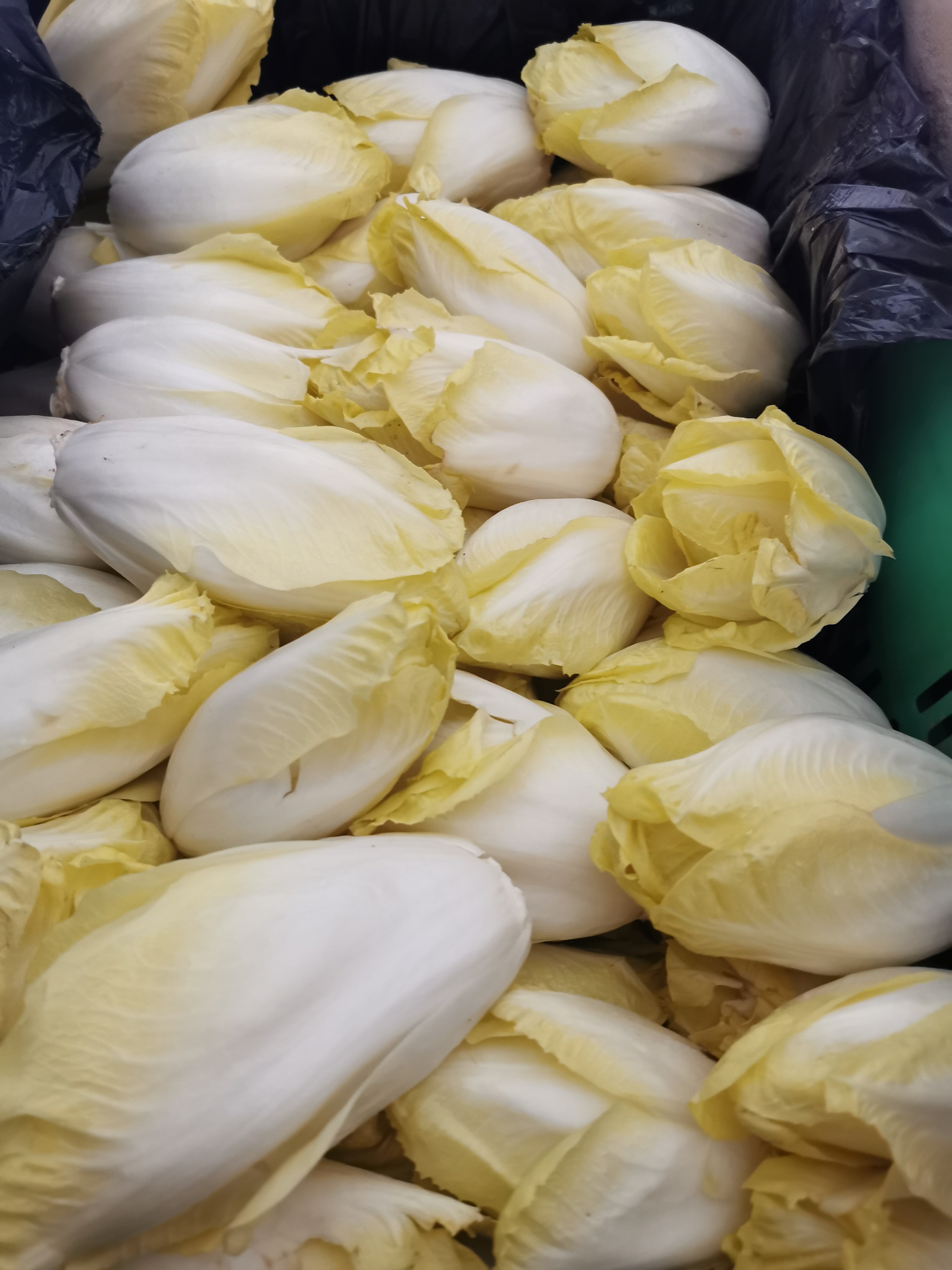 京产芽球菊苣春节前上市