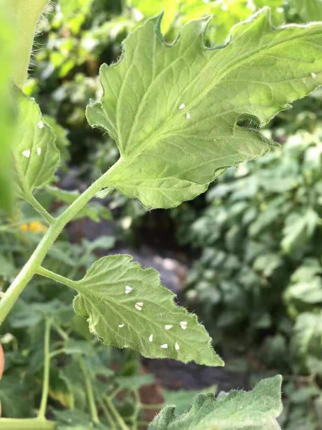 蚜虫:我市蔬菜上发生的蚜虫种类主要有桃蚜,萝卜蚜,瓜蚜,甘蓝蚜,豆蚜