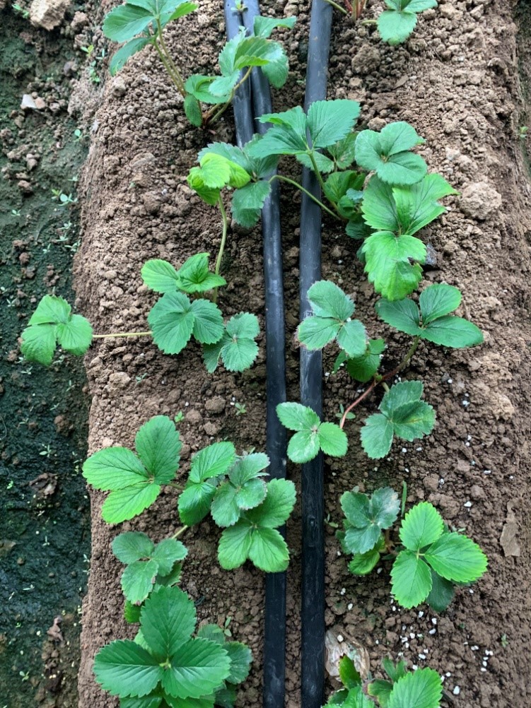 土壤栽培草莓定植后缓苗图肥料大配方选择:根据草莓的养分需求规律和