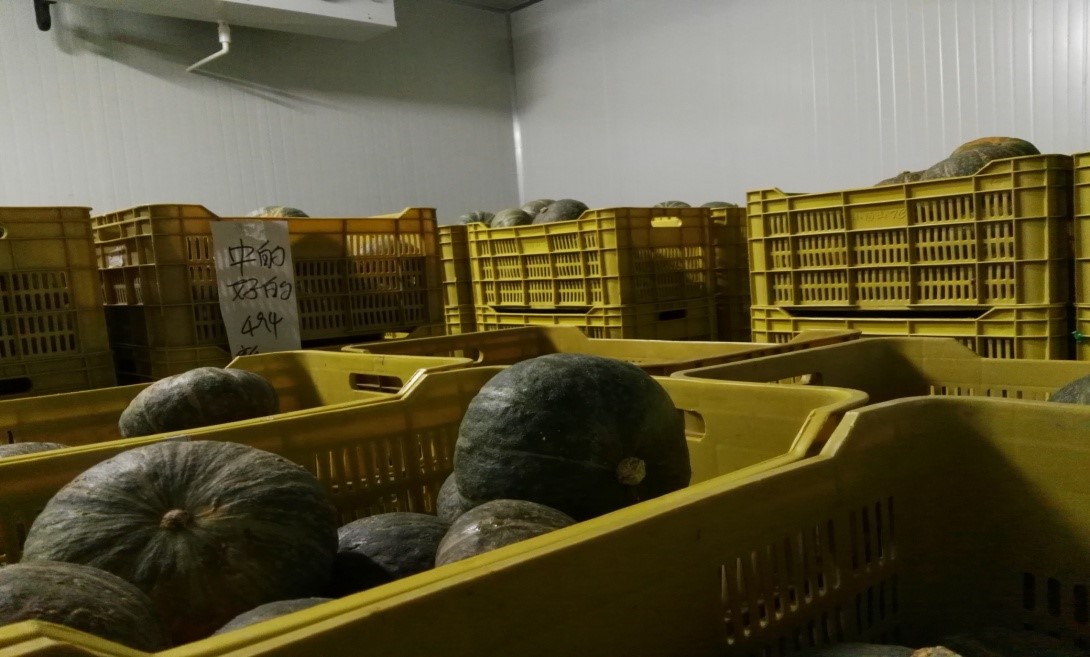 专家提出秋收南瓜针对性管理意见 降低损耗保证贮藏效果-华商经济网